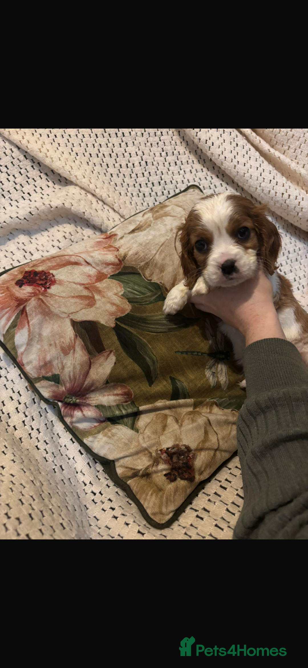 Cavalier King Charles Spaniel dogs for sale: Cavalier King Charles spaniel puppies  - Advert 12