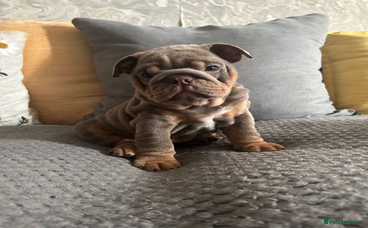 English Bulldog dogs - Advert 1