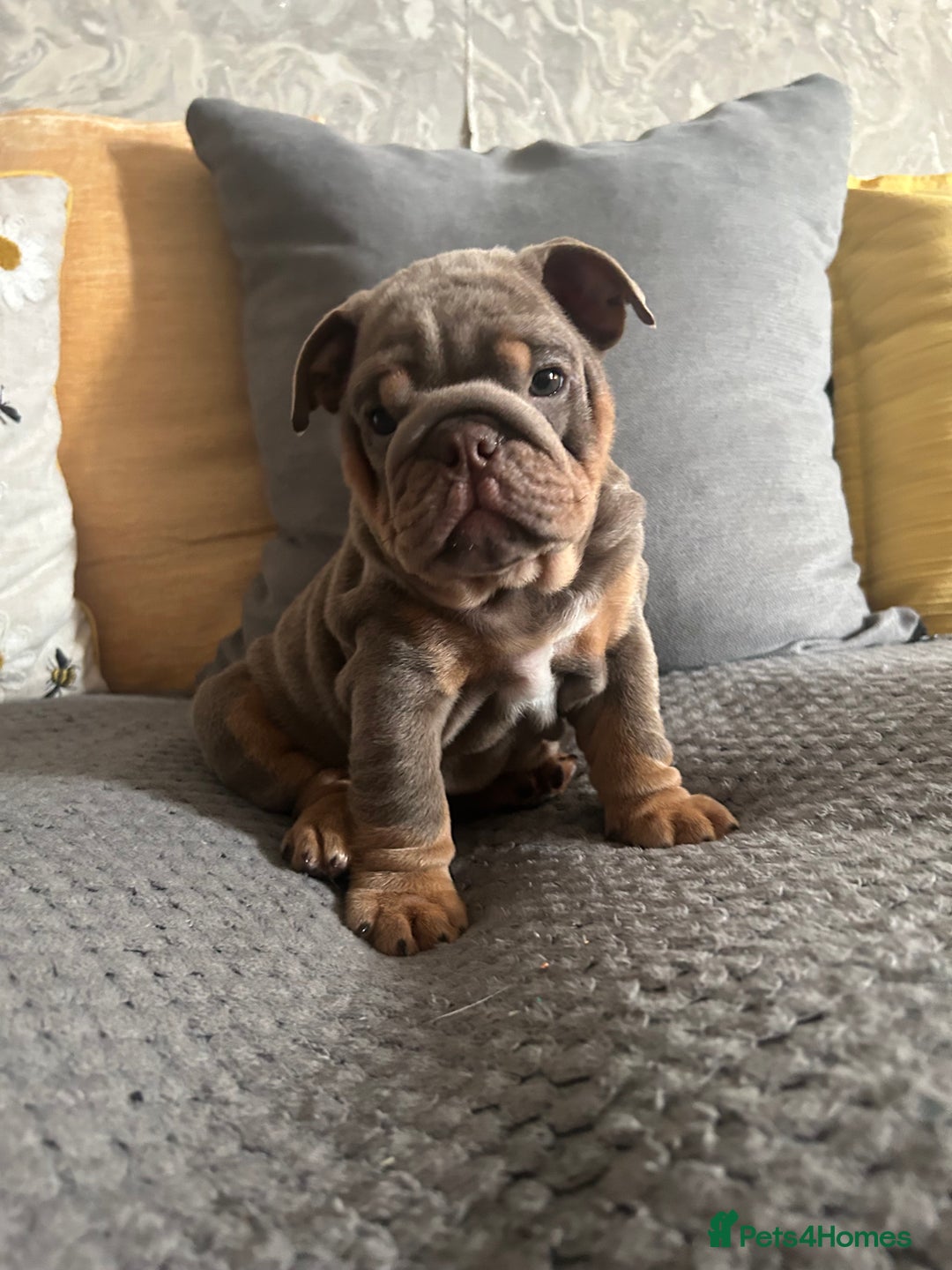 English Bulldog dogs for sale: Lilac and tan miniature female  - Image 1