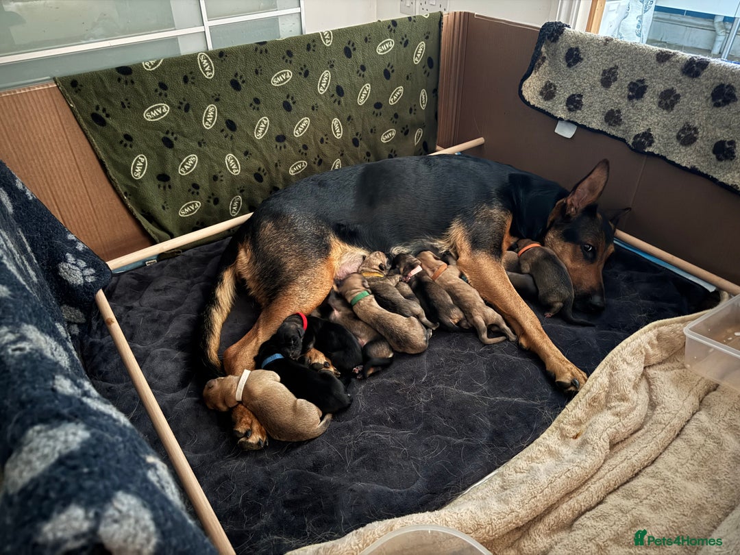 Mixed Breed dogs for sale: Beautiful Inca & handsome Nanuq PUPDATE x2  - Image 4