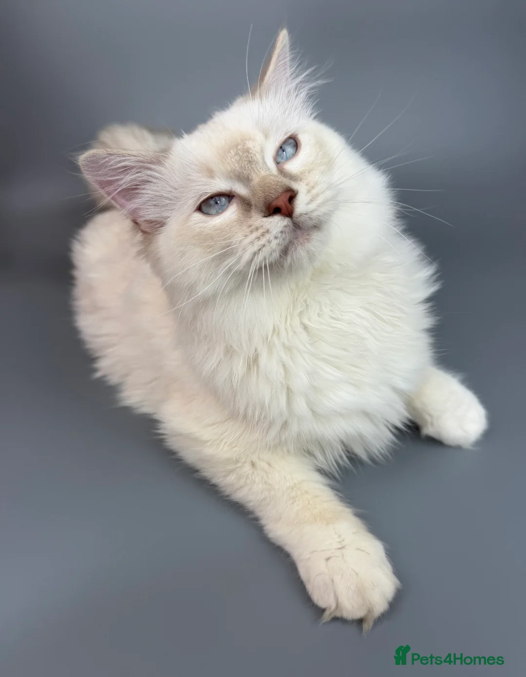 Ragdoll cats for sale: BONDED RAGDOLL BROTHERS - HEALTH TESTED PARENTS - Advert 10