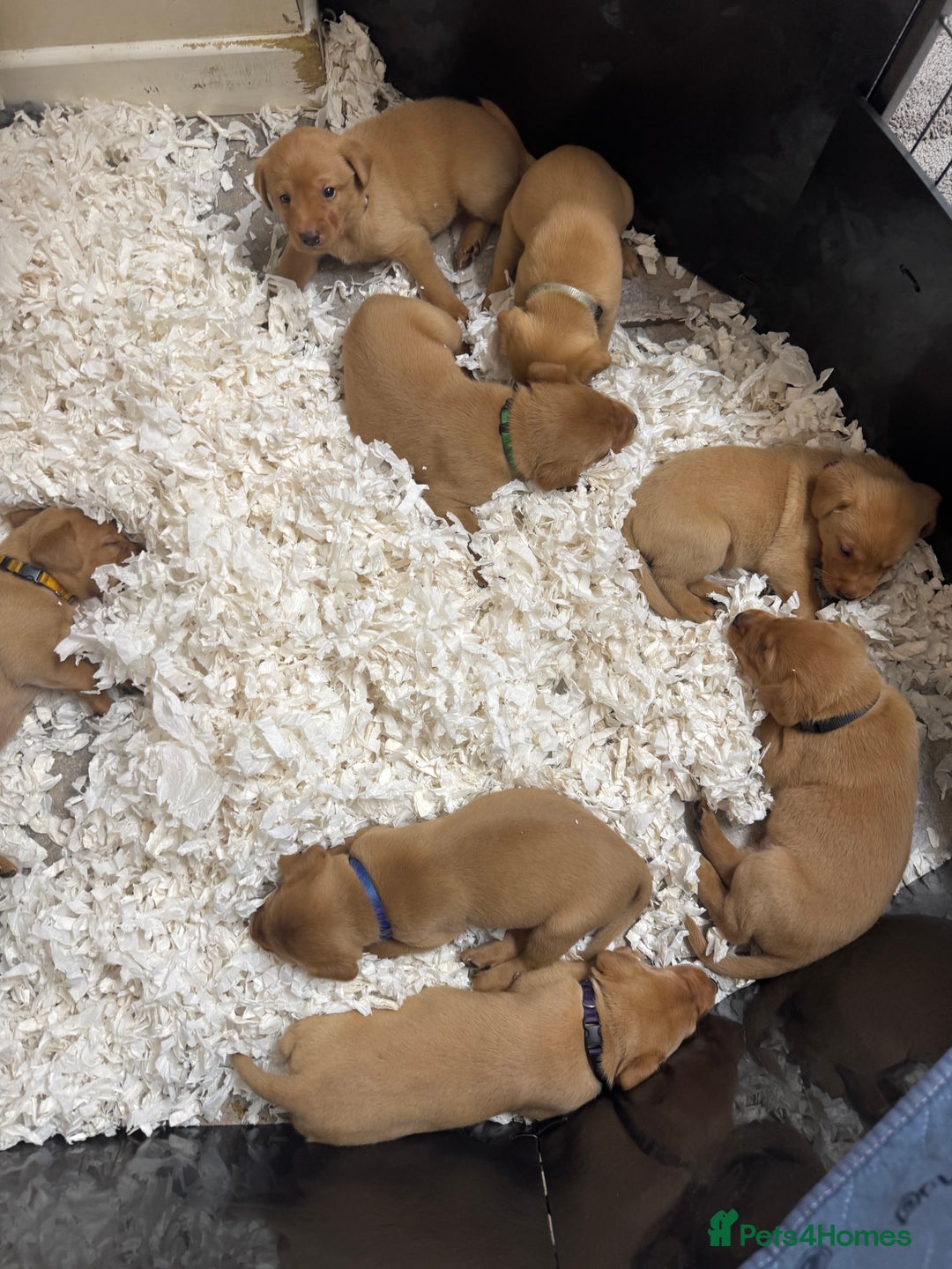 Labrador Retriever dogs for sale: KC Reg Health Tested Fox Reds Working Lines 4 Gen - Image 15