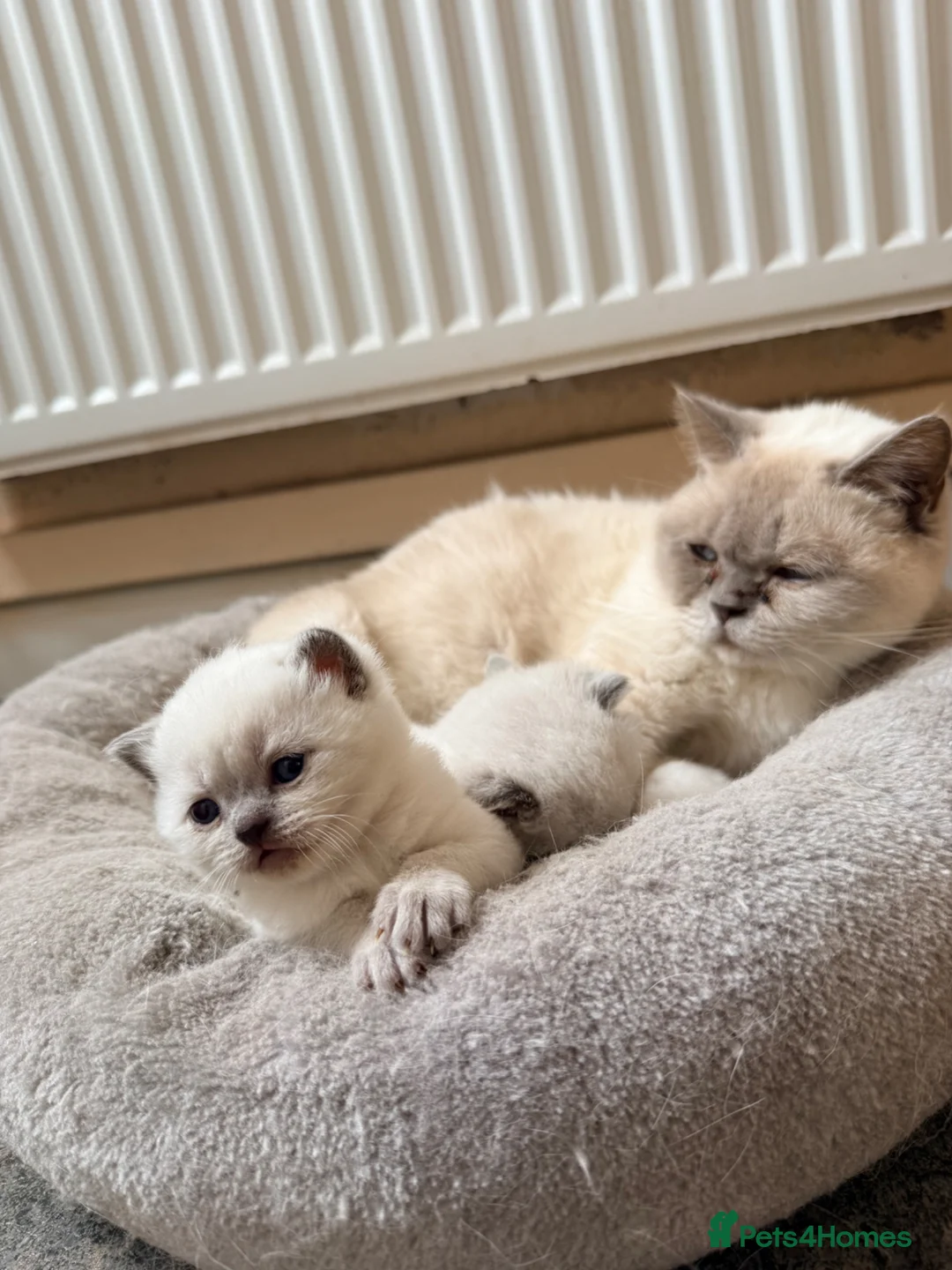 British Shorthair cats for sale: Beautiful Colour point British Shorthair Kittens - Advert 2