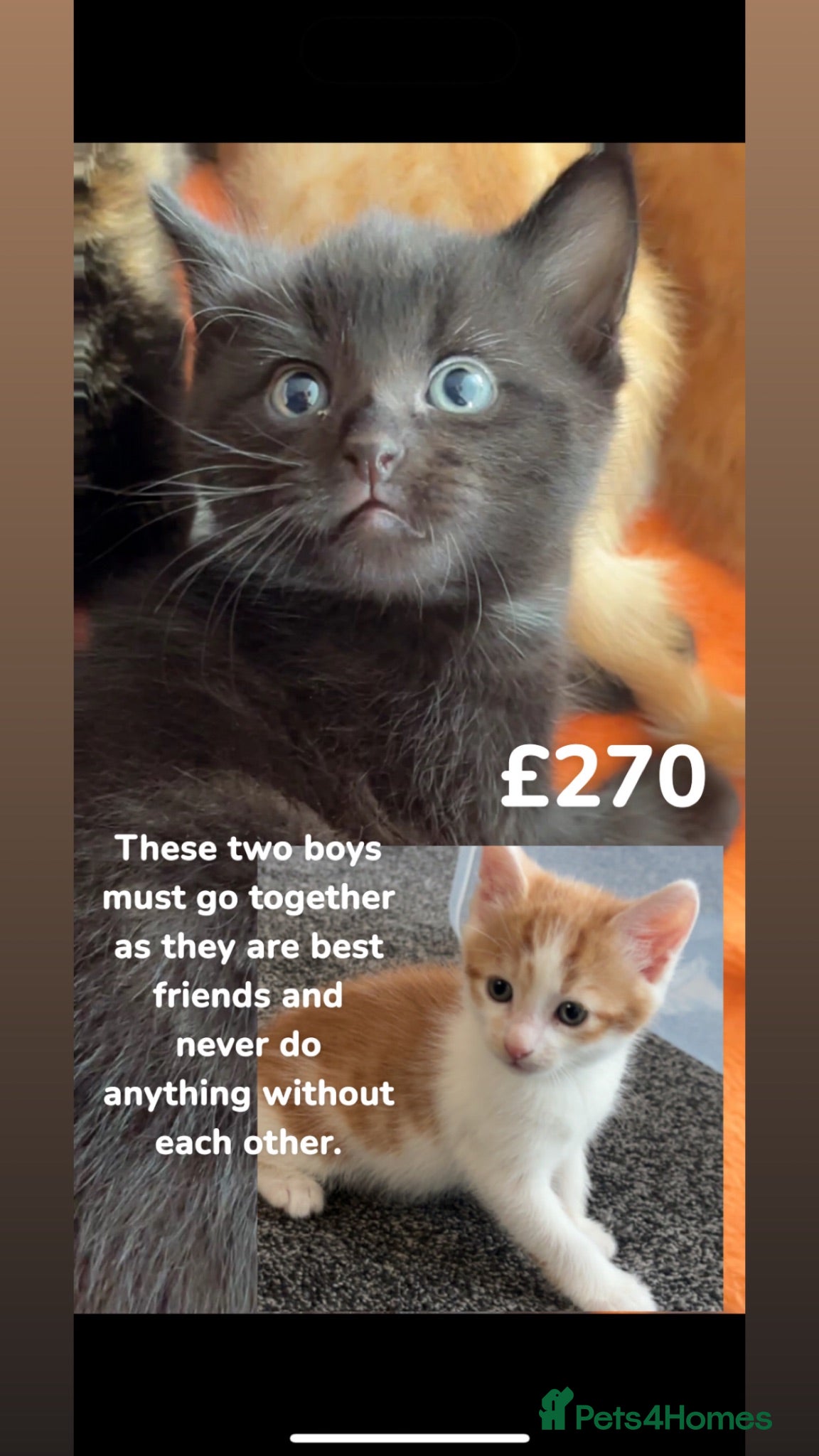Domestic Shorthair cats Domestic Shorthairs - Tabbies and Ginger babies  - Advert 2