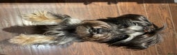 Yorkshire Terrier dogs for stud: Black yorkie for stud in Merthyr Tydfil - Advert 5