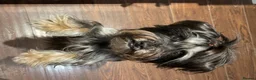 Yorkshire Terrier dogs for stud: Black yorkie for stud in Merthyr Tydfil - Advert 5
