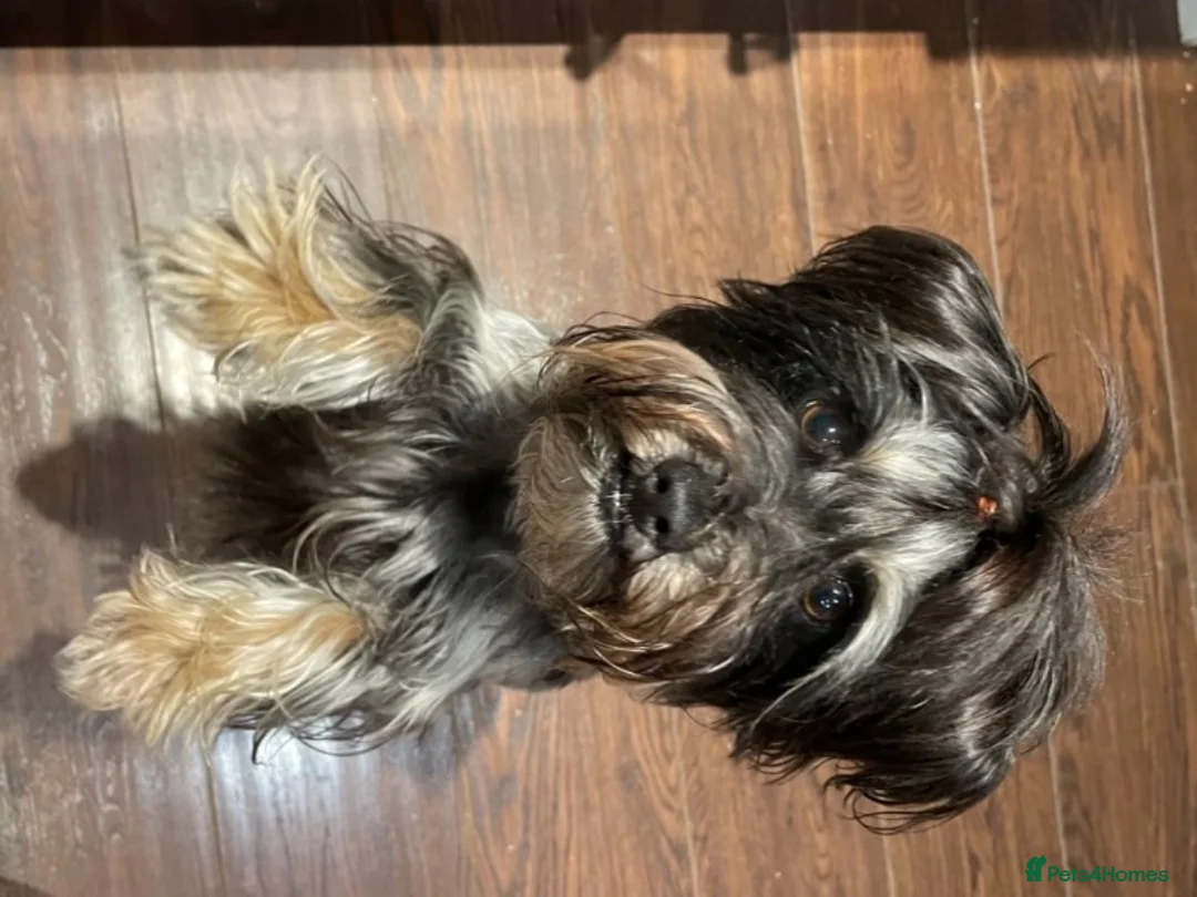 Yorkshire Terrier dogs for stud: Black yorkie for stud in Merthyr Tydfil - Advert 5