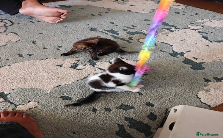 Domestic Shorthair cats - Advert 13