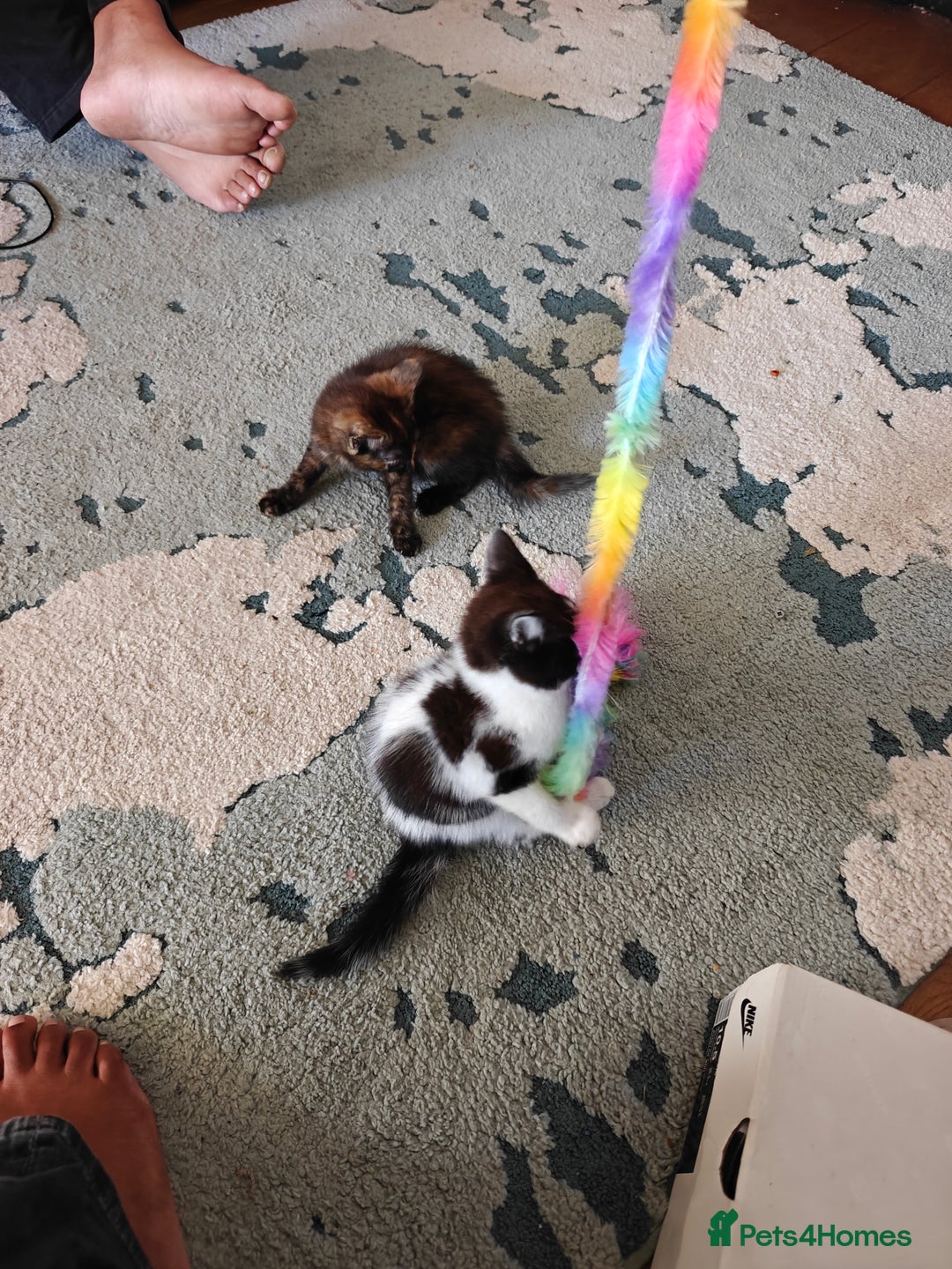 Domestic Shorthair cats for sale: Cute playful family Kittens and mother  - Image 1