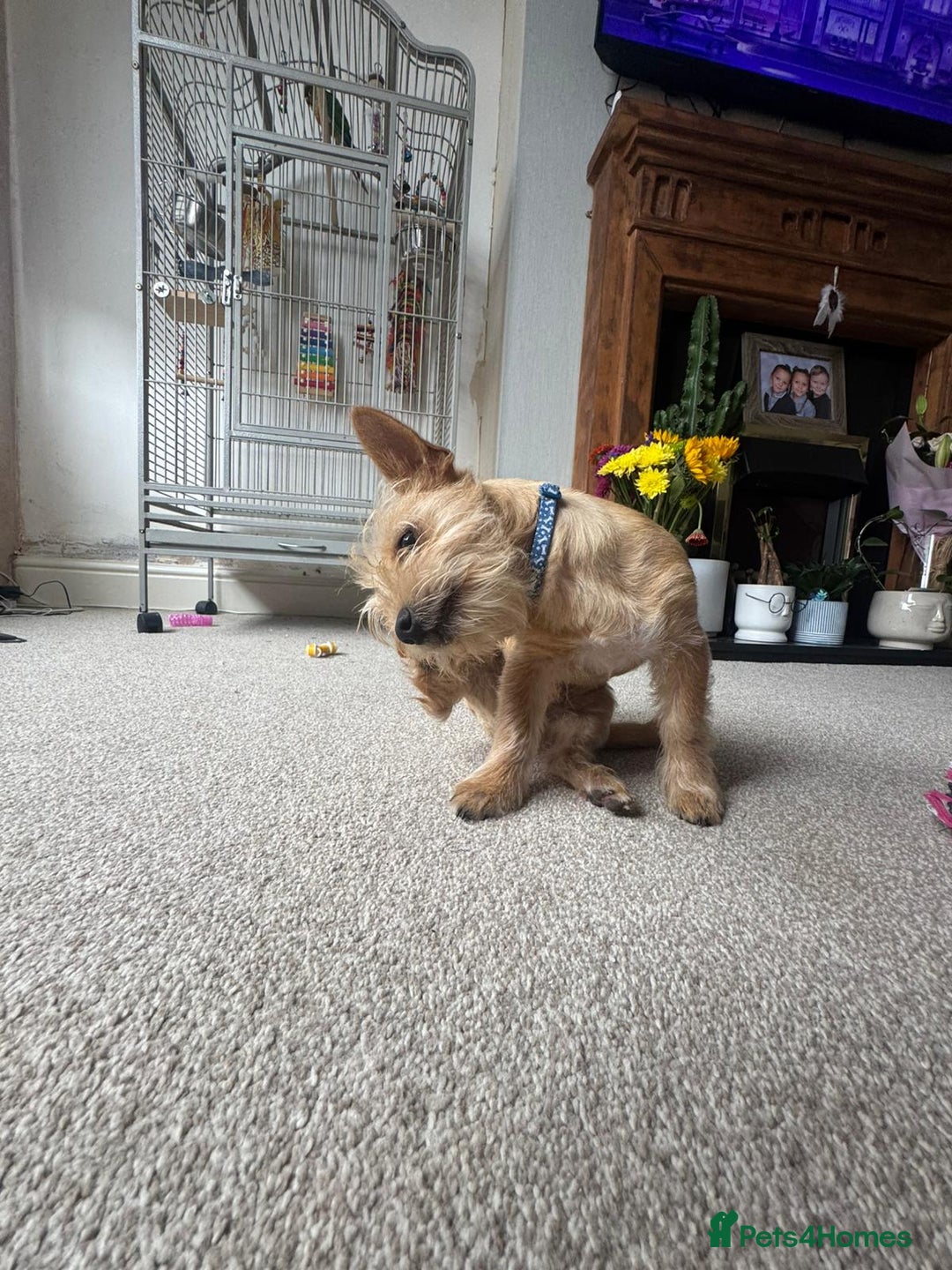 Chorkie dogs for sale: Chorkie for sale  - Image 2