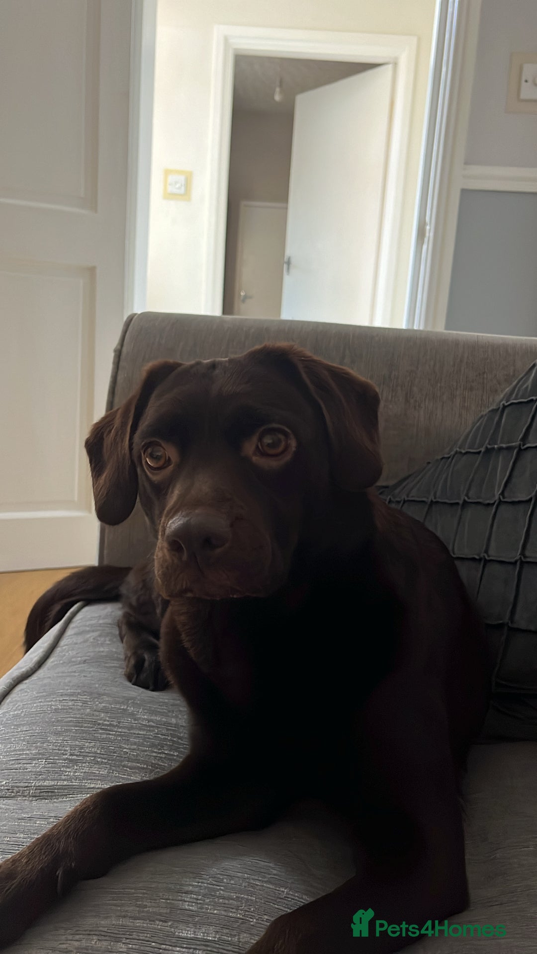 Mixed Breed dogs for sale: 8 beautiful puppies for sale - Advert 15