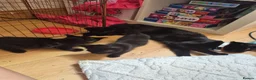 Mixed Breed cats for sale: Kitten  - Advert 2