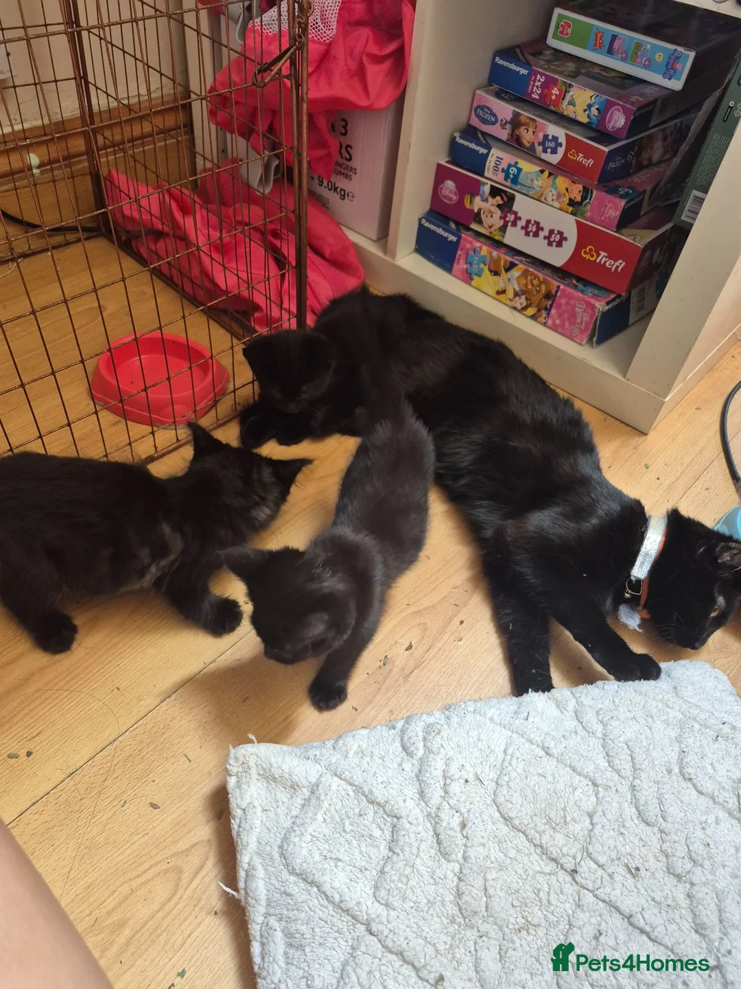 Mixed Breed cats for sale: Kitten  - Advert 2