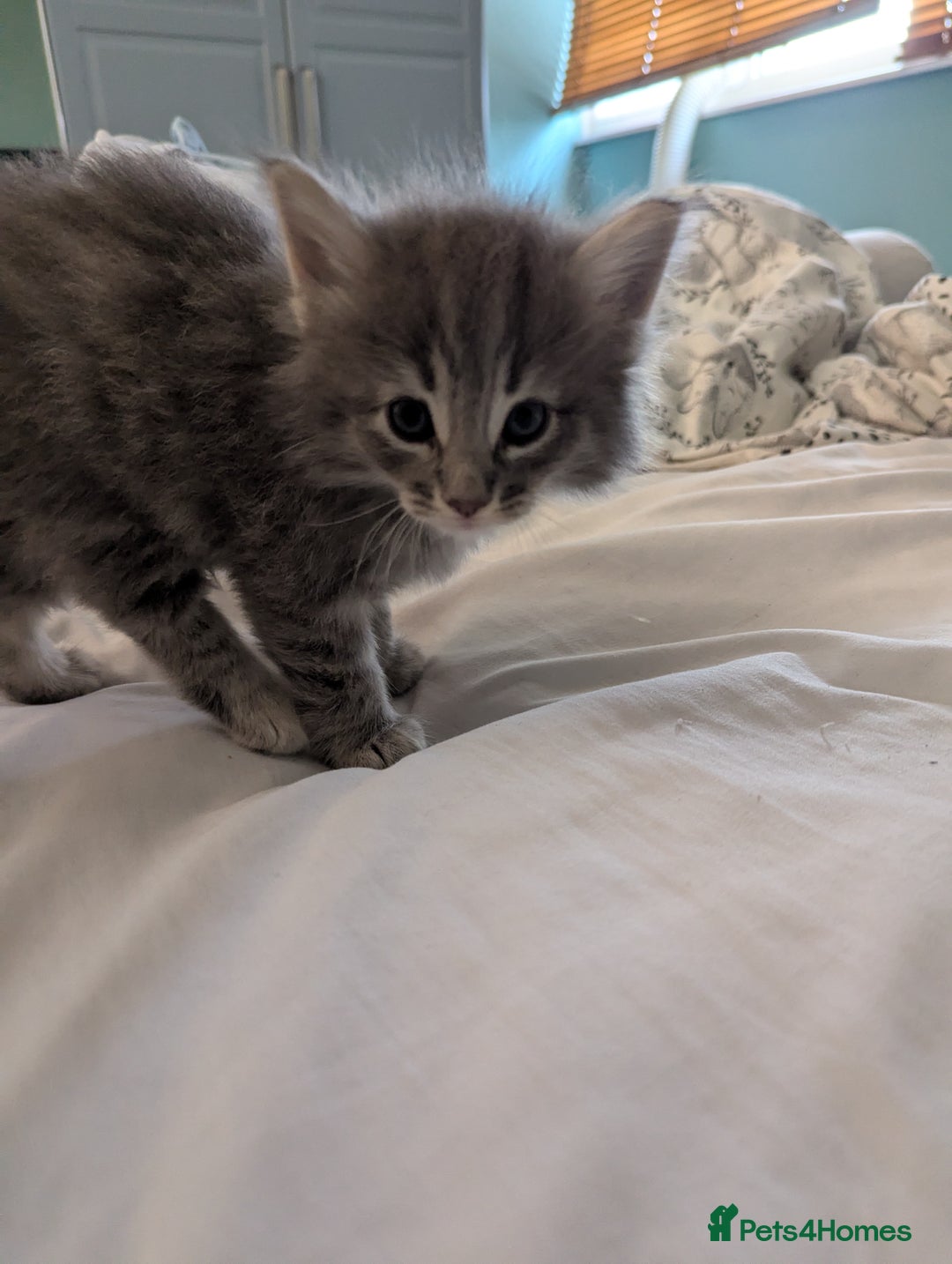 Norwegian Forest Cat cats for sale: Three Purebred Pedigreed Norwegian Forest Kittens  in Poole - Image 5