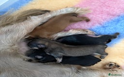 Shih Tzu dogs for sale: Last 2 Imperial Shih Tzu Boys – Ready 08/10 - Image 8