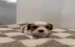 Cavalier King Charles Spaniel dogs for sale: Cavalier King Charles Spaniel  - Image 17