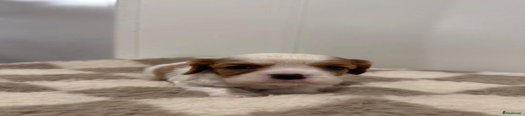 Cavalier King Charles Spaniel Puppy 1