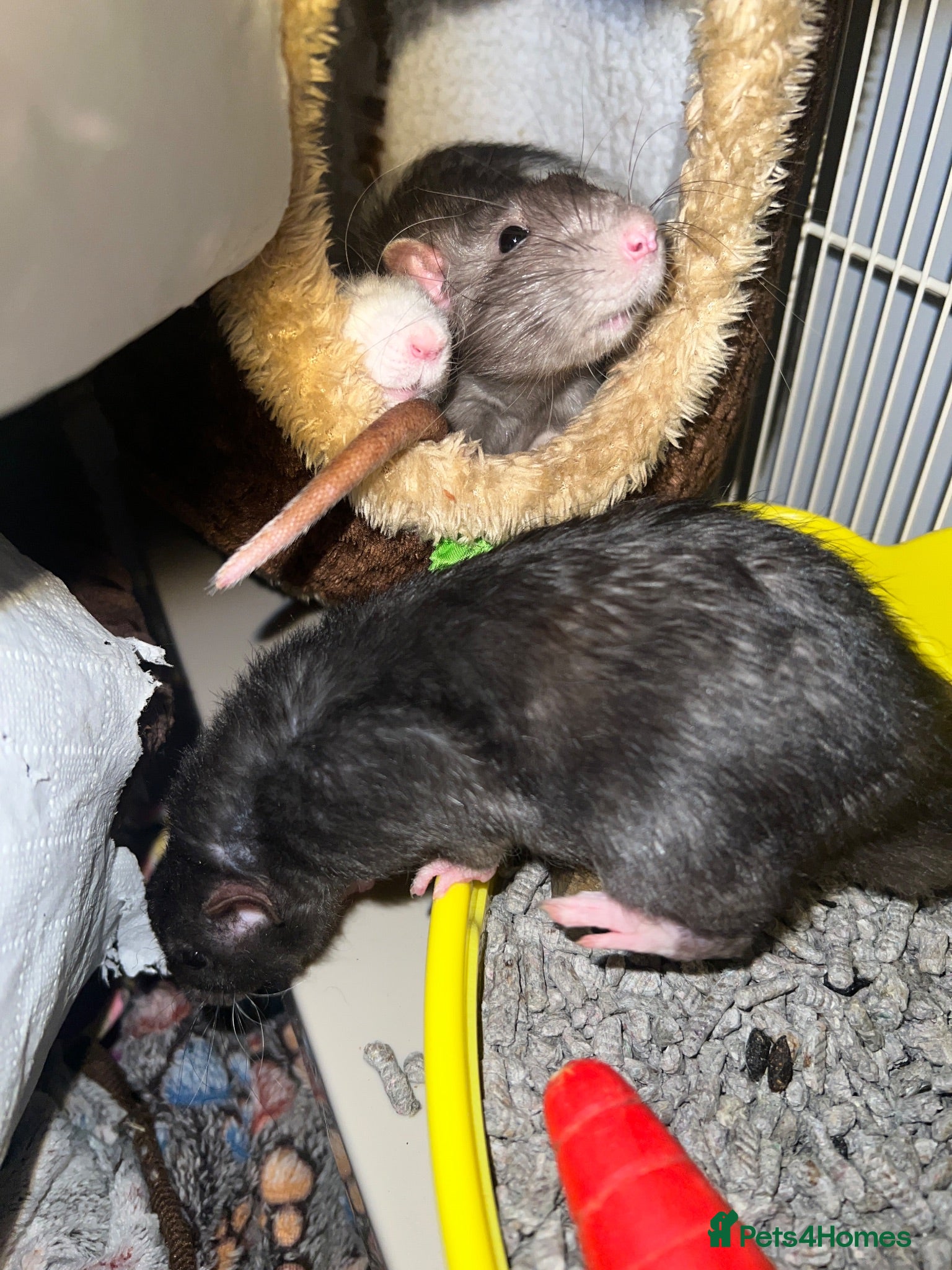 Rat rodents 4 Friendly and Playful Pet Rats for Rehoming - Advert 4
