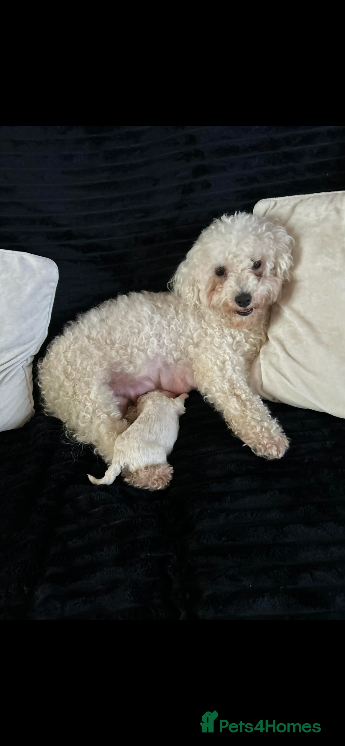 Mixed Breed dogs Stunning litter of Cavapoochon puppies - Advert 2