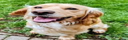 Cocker Spaniel dogs for sale: KC registered cocker spaniel - Advert 6