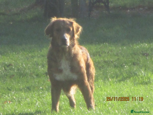 Golden Retriever dogs golden retriever x breeding bitch - Advert 1