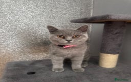 British Shorthair cats for sale: British shorthair kitten GCCF registered Last girl - Image 3