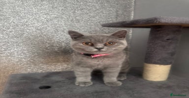 British Shorthair cats - Advert 11