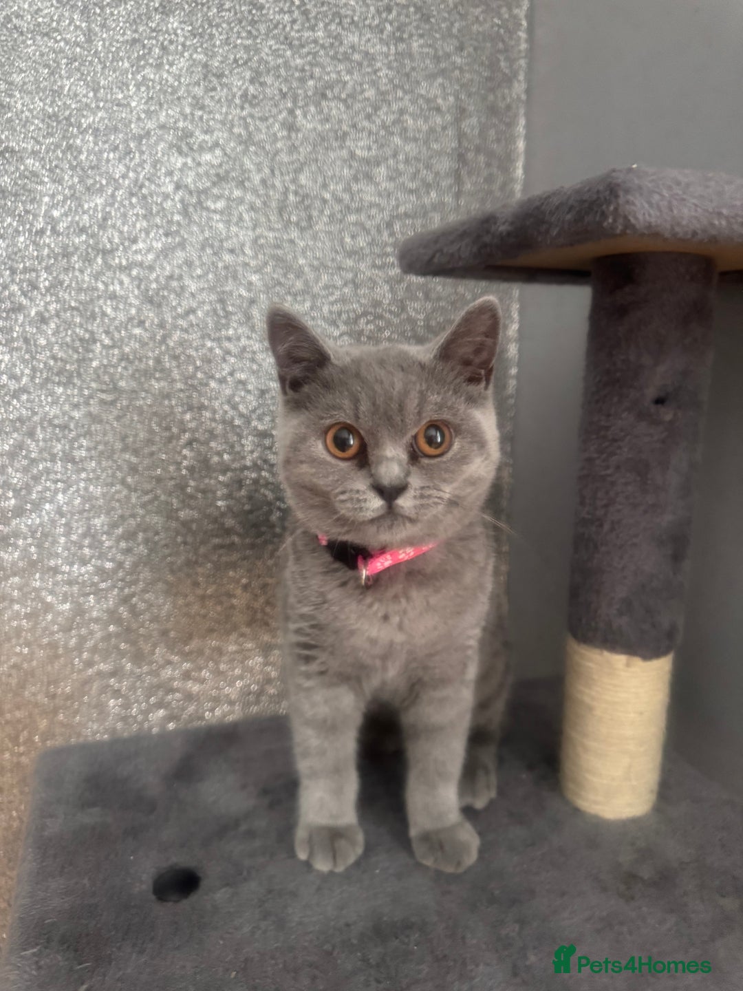 British Shorthair cats for sale: British shorthair kitten GCCF registered Last girl - Image 3