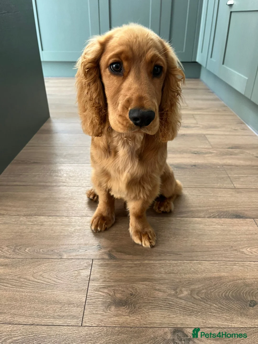 Cocker Spaniel dogs for sale: Frankie - Advert 7