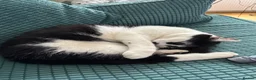 Mixed Breed cats for sale: Looking to re-home our cat in London - Advert 3