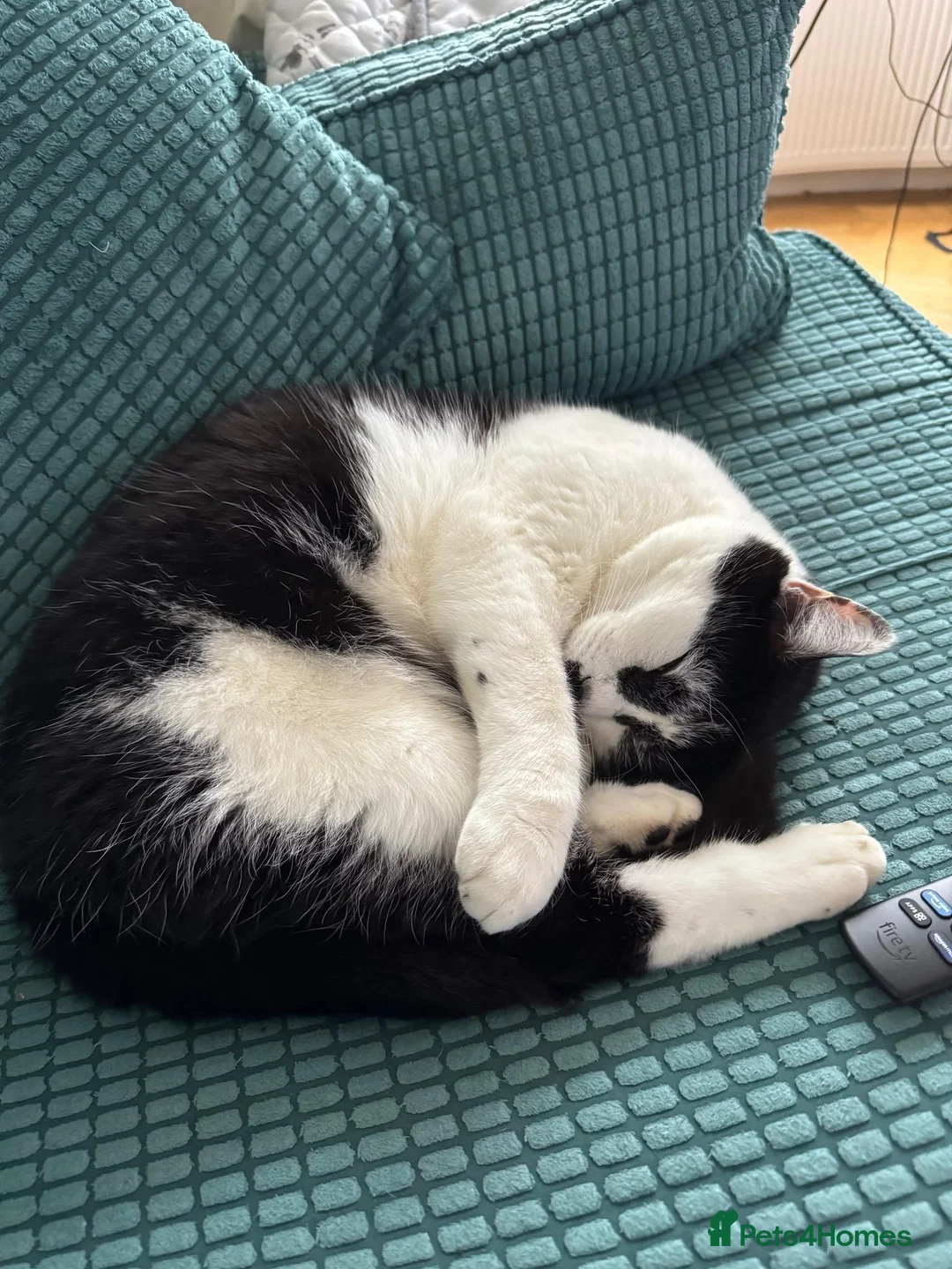 Mixed Breed cats for sale: Looking to re-home our cat in London - Advert 3