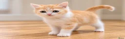 British Shorthair cats for sale: Purebred British Shorthair Kittens – Vet Checked - Advert 5