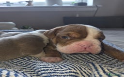 English Bulldog dogs for sale: Beautiful New english bulldogges  - Image 17