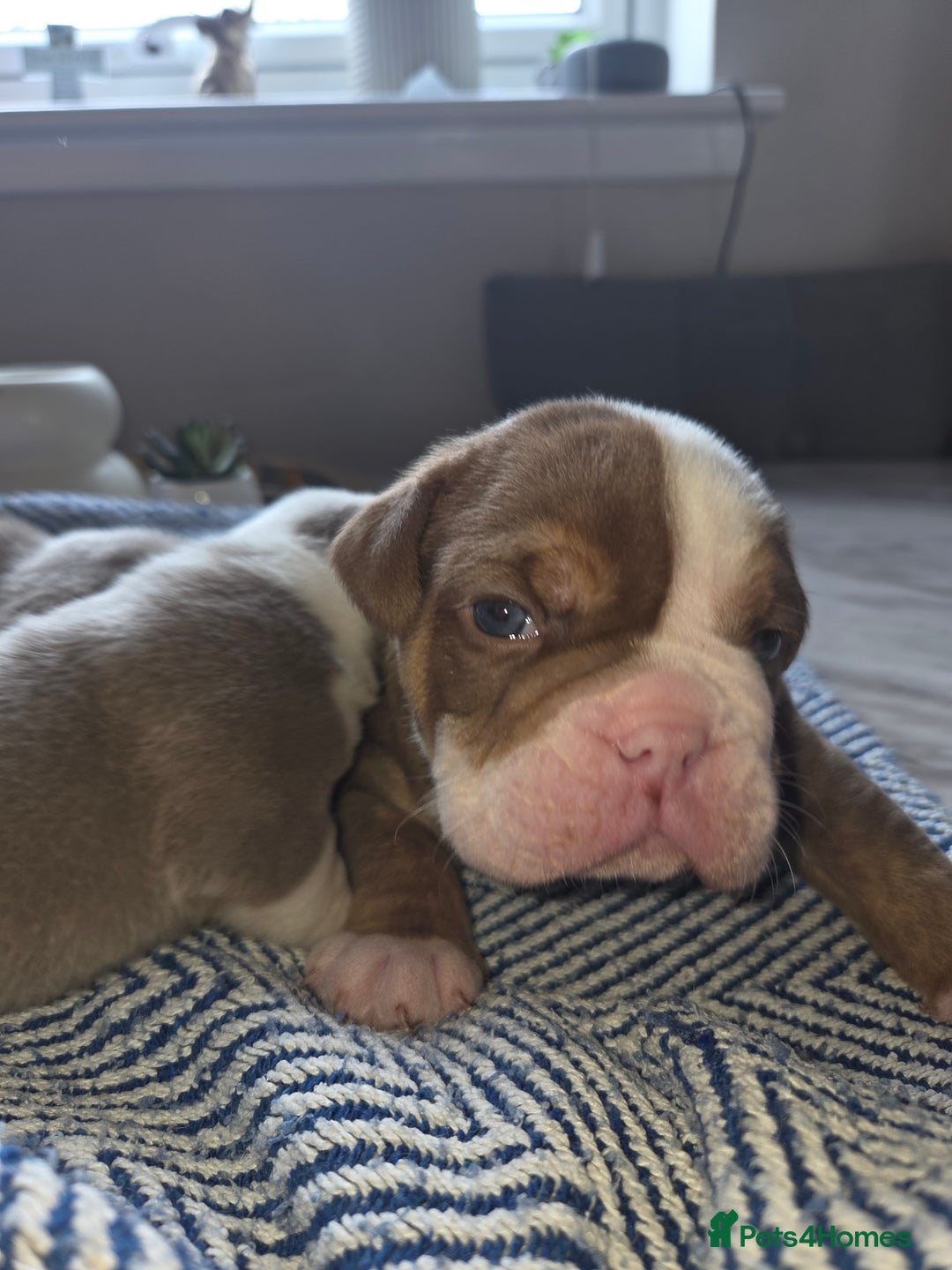 English Bulldog dogs for sale: Beautiful New english bulldogges  - Image 17