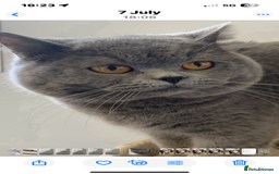 British Shorthair cats for sale: Stunning pure British shorthaired kittens - Image 6