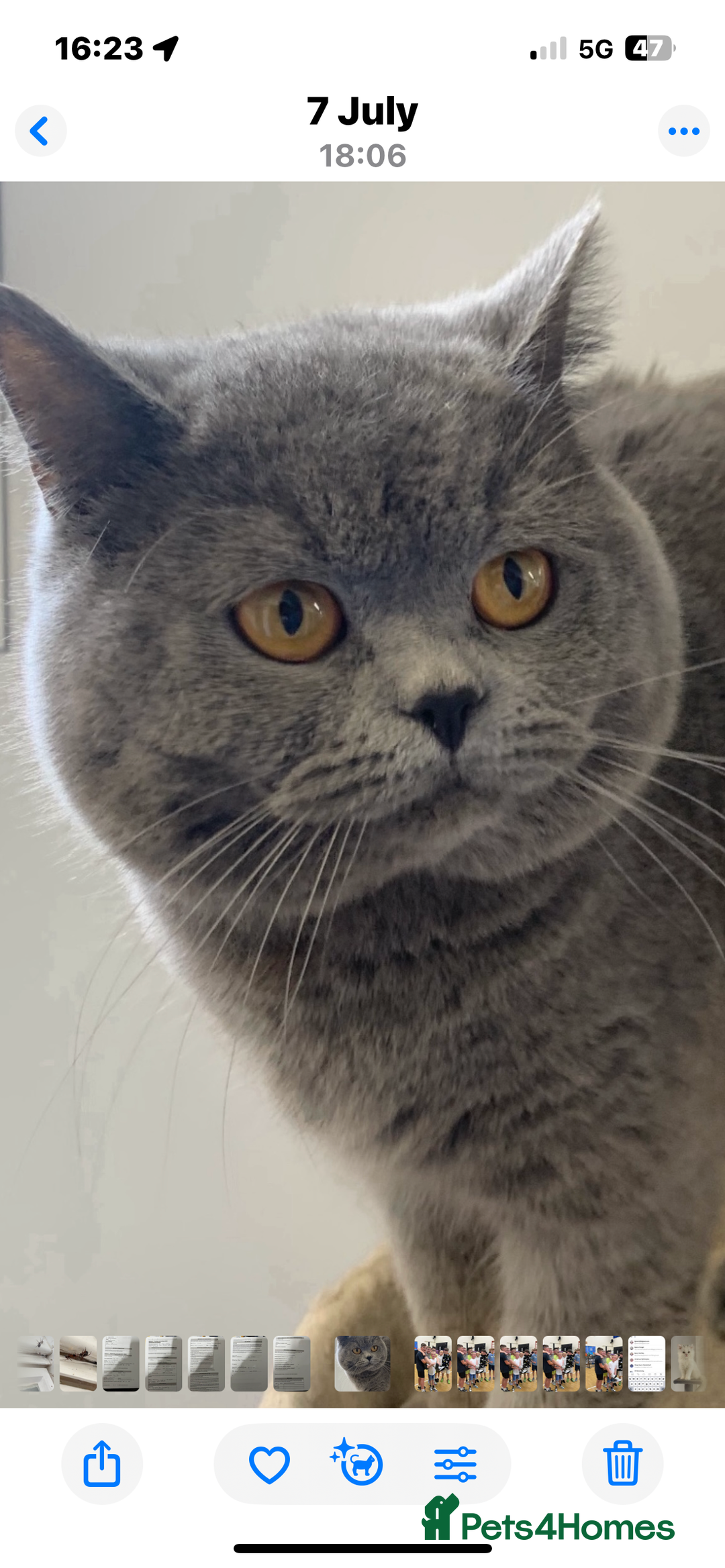 British Shorthair cats for sale: Stunning pure British shorthaired kittens - Image 6