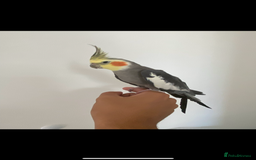 Cockatiels birds for sale: Stunning tamed cockatiels - Image 2
