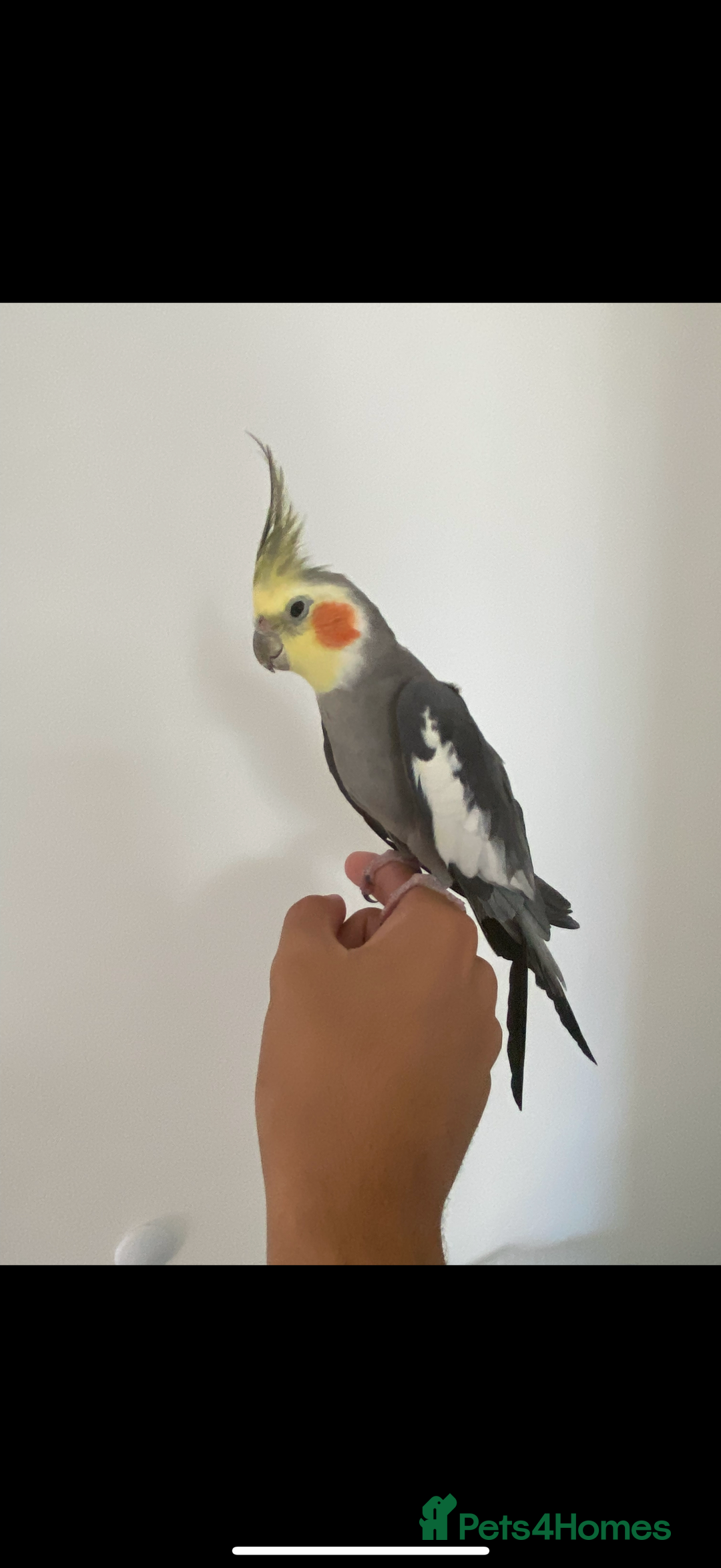 Cockatiels birds for sale: Stunning tamed cockatiels - Image 2