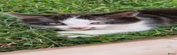 Mixed Breed cats for sale: Lovely kittens looking for forever homes - Advert 2