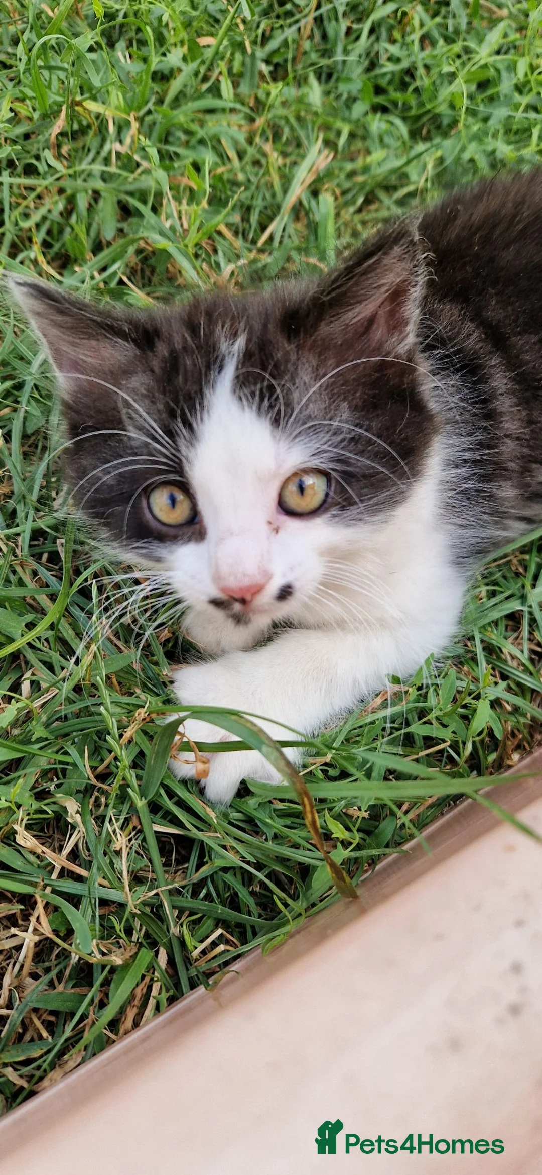 Mixed Breed cats for sale: Lovely kittens looking for forever homes - Advert 2