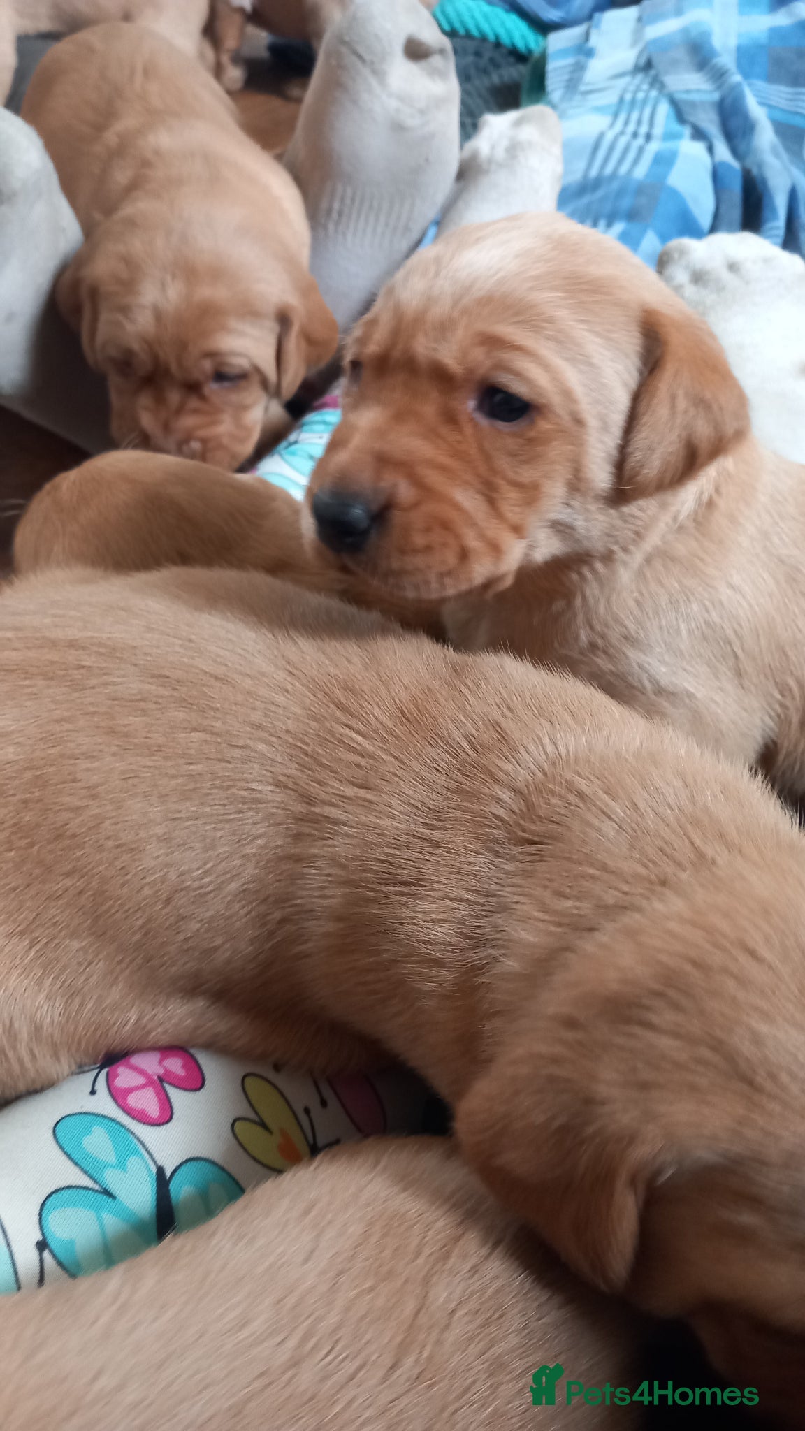 Labrador Retriever dogs KC Registered Red Labrador Retriever Puppies - Advert 2