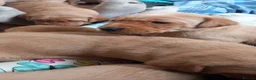 Labrador Retriever dogs for sale: KC Registered Red Labrador Retriever Puppies - Advert 7