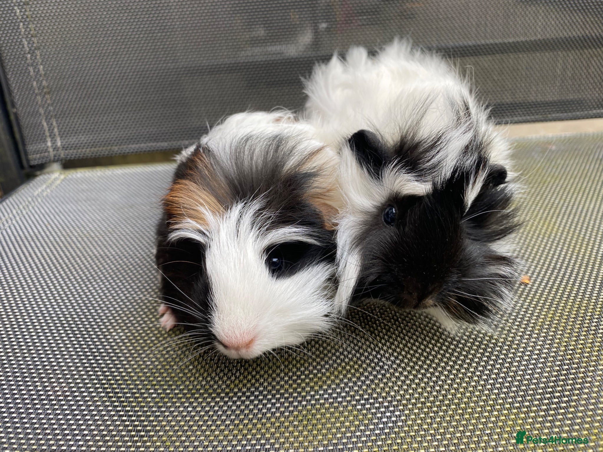 Guinea Pig rodents Baby female guinea pigs  - Advert 1