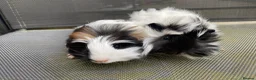 Guinea Pig rodents for sale: Baby female guinea pigs  in Lanark - Advert 1