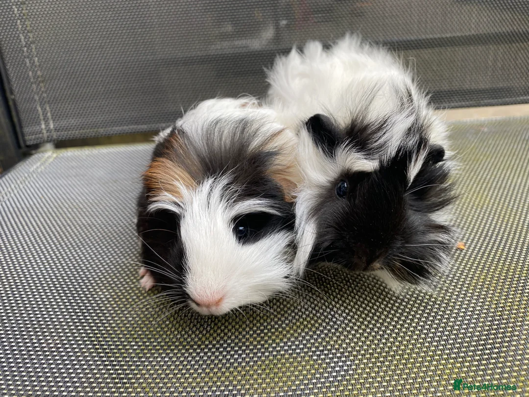 Guinea Pig rodents for sale: Baby female guinea pigs  in Lanark - Advert 1
