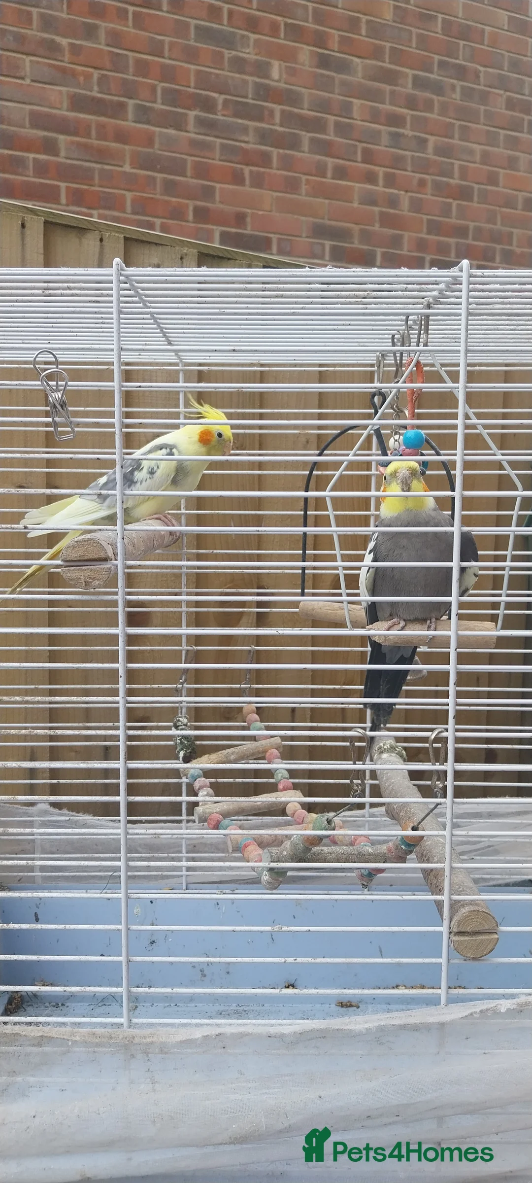 Cockatiels birds for sale: Stunning male cocktails  in Leamington Spa - Advert 4