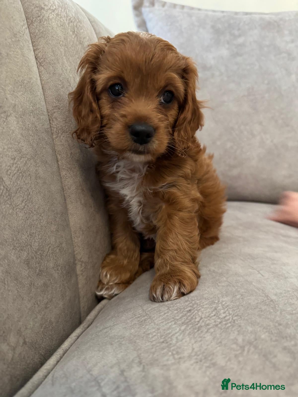 Cockapoo dogs ONE cockerpoo puppie ready to leave now🐶 - Advert 6