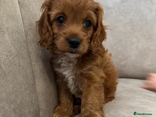 Cockapoo dogs ONE cockerpoo puppie ready to leave now🐶 - Advert 6