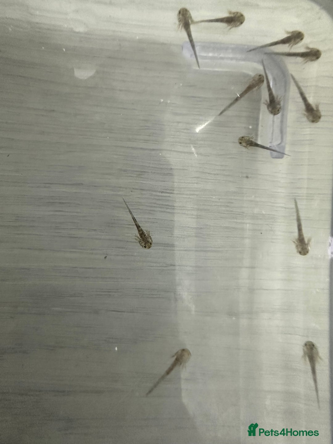 Axolotl reptiles for sale: Baby axolotls  - Advert 3