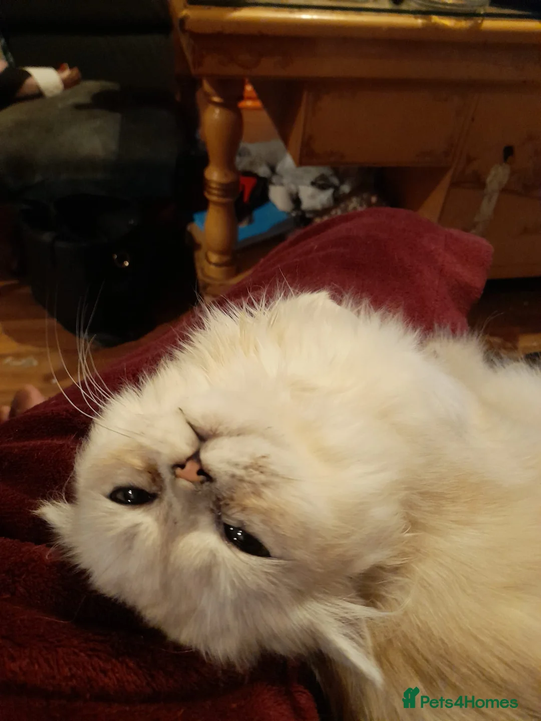 Persian cats for stud: Stunning Persian chinchilla for stud - Advert 2